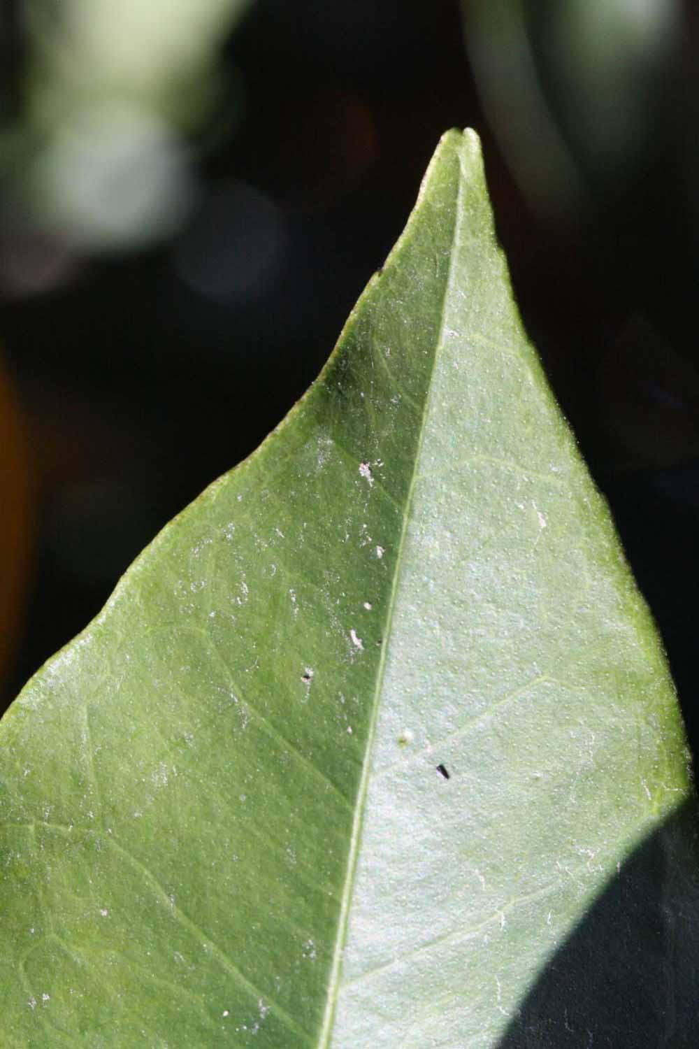              Margin (Riverside, CA)       